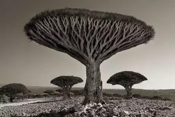 她花了14年时间，拍遍了全球最古老的树….