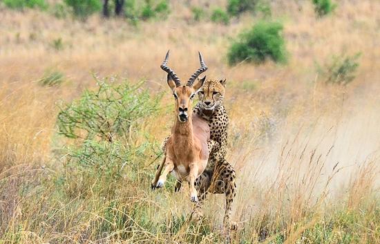 摄影师南非捕捉到猎豹冲刺捕猎瞬间