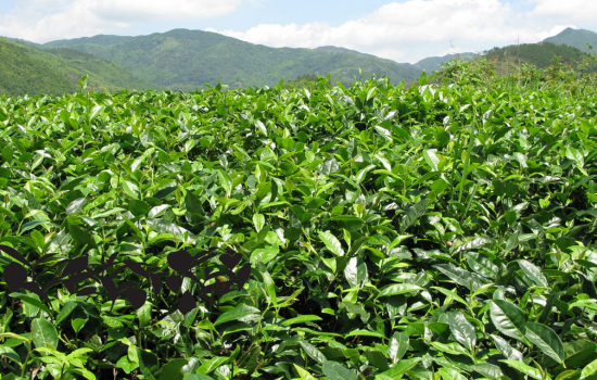 国际禅茶文化节在武夷山举行 促两岸茶文化交流