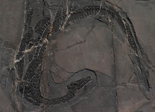 2亿岁梦境滨鳄化石现身 起名源于研究员的梦