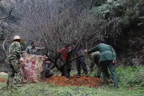 梅关古道新增近百棵古梅树,丰富梅岭“梅”文化