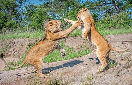 爱尔兰摄影师拍到狮子兄妹嬉戏打斗画面