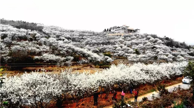 月形山森林公园正月李花盛开如白雪